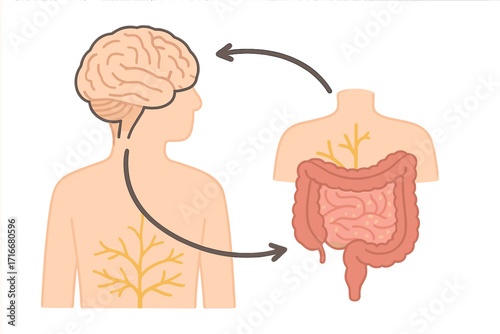 Gut-brain axis and microbiome concept. Enteric nervous system connection in human body. Signals from brain to digestive tract, colon, and bowel. Gut health anatomy vector.