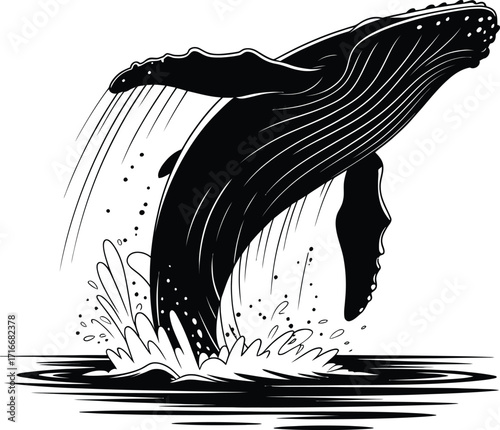 Humpback Whale Breaching Illustration, Isolated Vector Art of Marine Life in Black and White