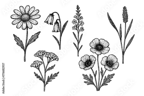 Vintage field flowers vector illustration, trendy halftone dotwork collage, stippling wild plants, retro botanical elements, decorative pop art floral design, nature sketch collection
