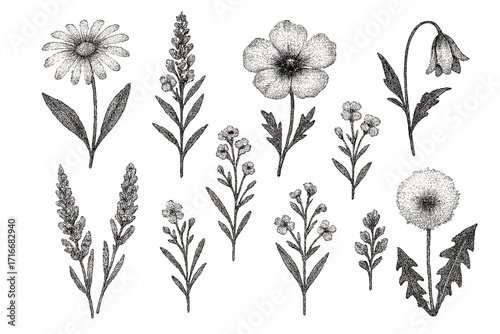Vintage wild field flowers collection with stippling dotwork texture, retro halftone collage elements, decorative pop art vector illustration, natural plants and floral design