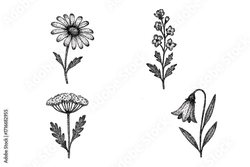 Vintage halftone collage of wild field flowers in stippling dotwork style, retro botanical elements, decorative pop art vector illustration, nature plants pattern, floral design composition