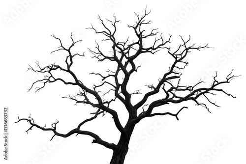 Detailed silhouette of a bare deciduous tree with intricate branches and twigs isolated on transparent background