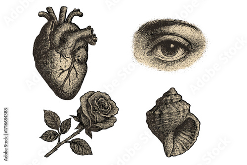 Human heart, eye, rose, shell vector set. Vintage engraving stippling technique illustration. Retro photocopy grunge texture. Anatomy, nature, love, and vision concepts.