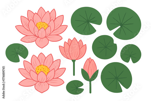 Set of Japanese or Chinese water lily and lotus flowers. Collection of pink blossoms, buds, and green leaves in top view. Flat vector hand drawn botanical illustration.