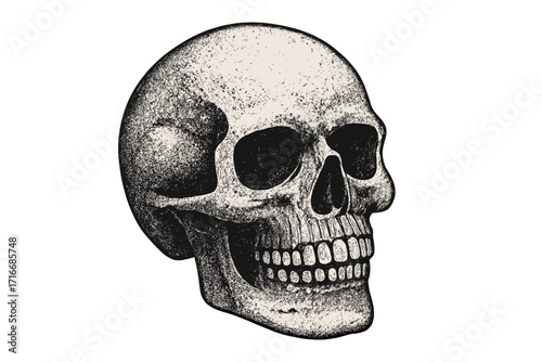 Human skull realistic illustration with halftone dotted texture. Vintage 90s grunge style engraving. Anatomy concept for gothic, macabre, or horror design. Symbol of death.