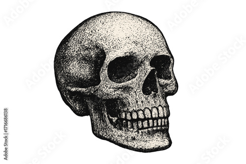 Human skull halftone dotted realistic clipart. Offset texture vintage illustration in 90s grunge style. Vector anatomy drawing for Halloween. Horror, death, macabre, gothic concept.