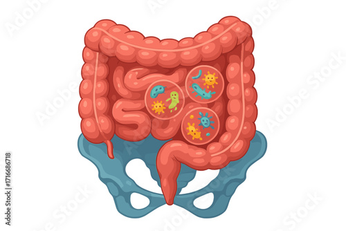 Gut microbiome vector illustration with bacteria and probiotics in human intestines. Healthy digestive system and colon flora concept. Anatomy of large and small intestine.