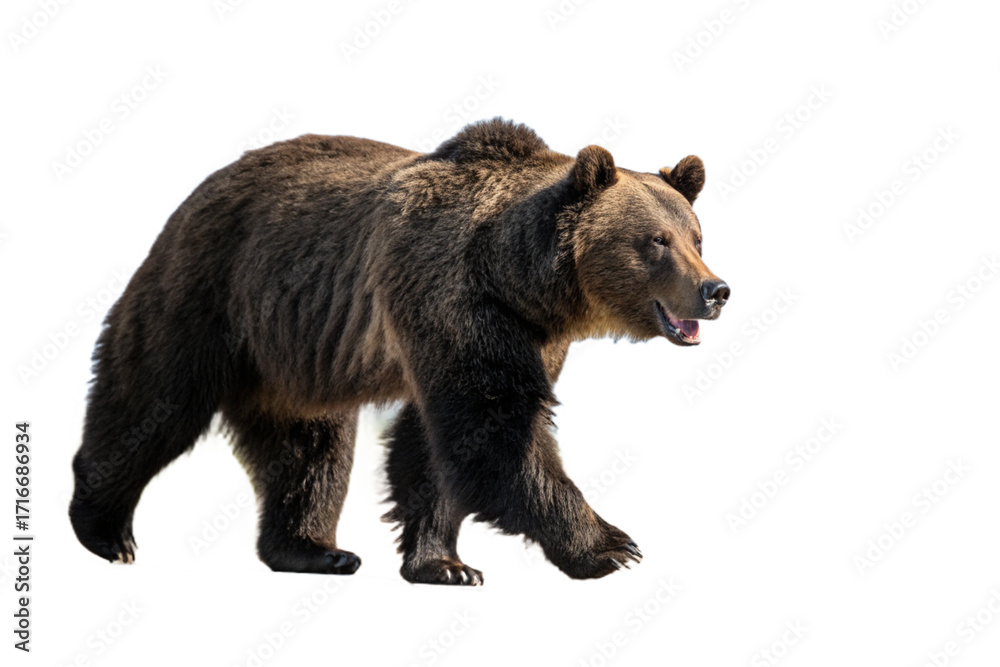 Fototapeta premium Wild bear walking in nature animal portrait isolated on transparent background png