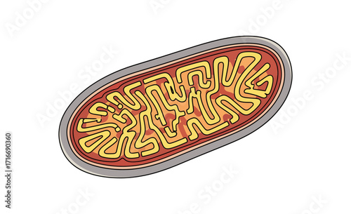 Vibrant, detailed illustration of a mitochondrion, the powerhouse of the cell, showcasing intricate internal structures for educational or scientific contexts