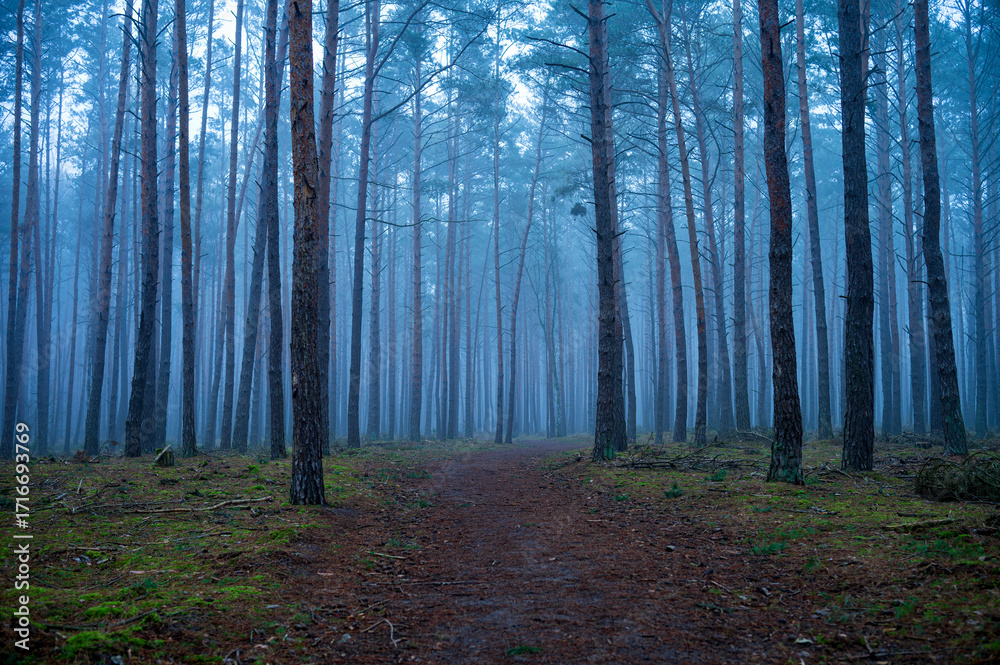 Fototapeta premium dark forest in the fog