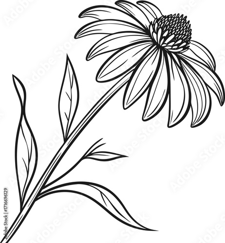 Elegant aster flower line art with delicate thin petals in monochrome and color