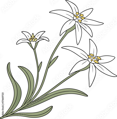 Clean outline edelweiss flower design in alpine style