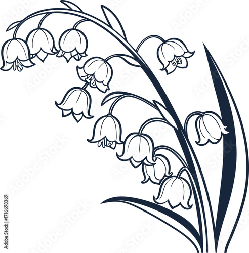Delicate line art illustration of lily of the valley flower bells on a clean white background