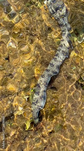 A breathtaking underwater scene featuring a moray eel with a striking pattern gliding across the reef's textured surface. The colorful marine life and aquatic landscape create a mesmerizing picture.