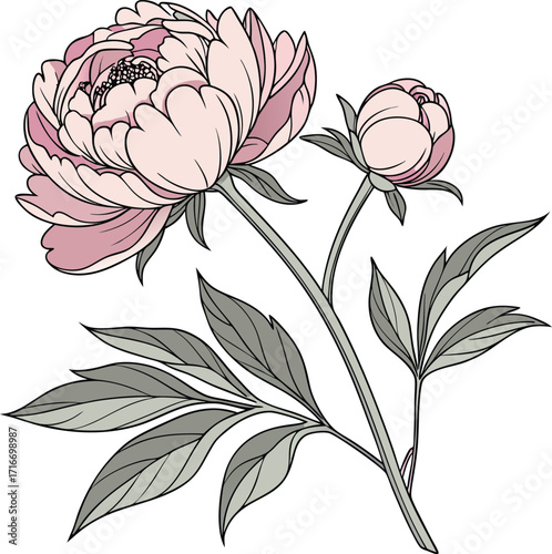 Beautiful peony flower bloom with intricate layered petals