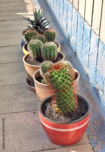 Collection of Cacti in Colorful Pots