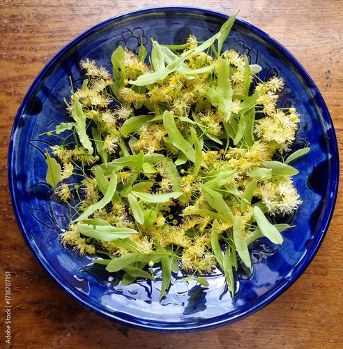 Fresh Linden Blossom on a Blue Ceramic Plate