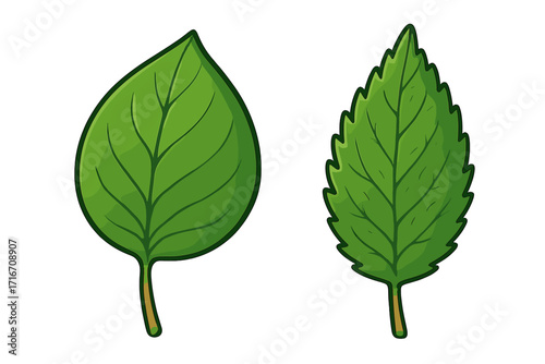 Two green leaf types vector illustration. Botanical comparison of smooth entire margin and serrated toothed edge leaves. Nature, ecology, and plant biology icon set.