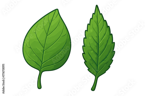 Two green leaves comparison. Different leaf shapes and types. Vector illustration icon set for botany, nature, and biology. Simple and serrated leaf edge examples.