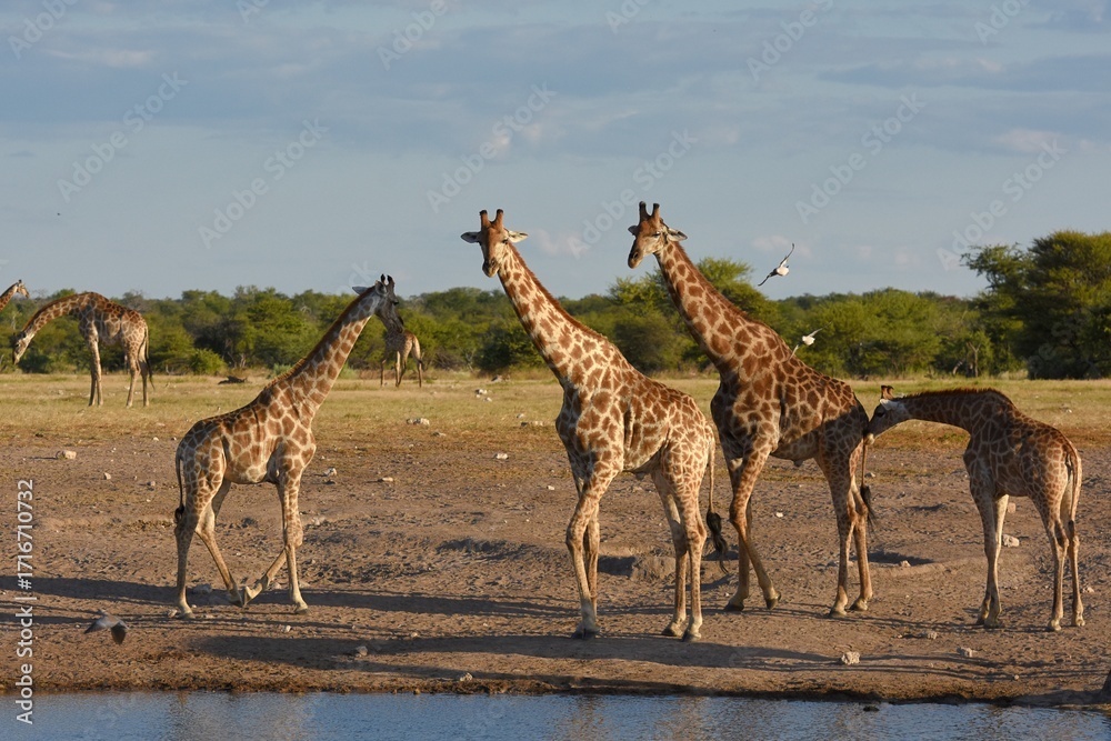 Obraz premium Giraffenherde (giraffa camelopardalis) am Wasserloch Nuamses im Etoscha Nationalpark
