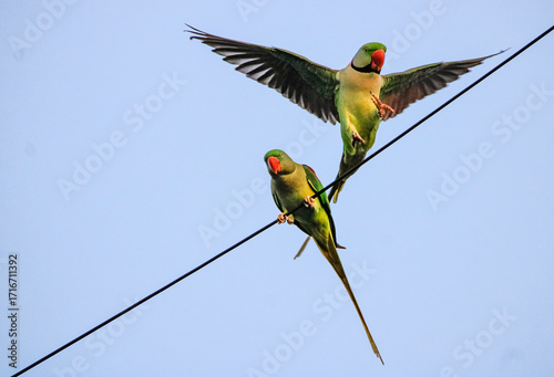 Two parrots perched closely, displaying affection and bonding through gentle gestures. Their vibrant feathers and loving interaction symbolize companionship, trust, and the beauty of togetherness 