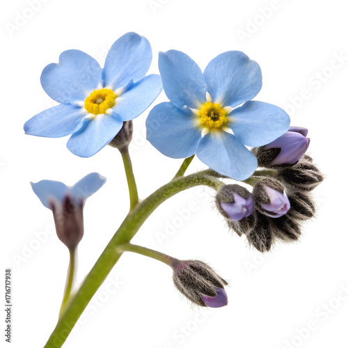 Two Blue Forget-Me-Not Flowers and Buds nots