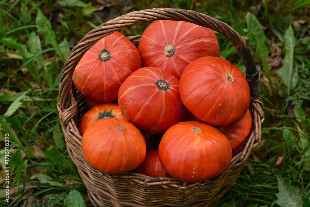 Fototapeta premium Wicker Basket with orange pumpkins Hokkaido in the garden. Autumn harvest of mini pumpkins . Halloween decoration fall design.
