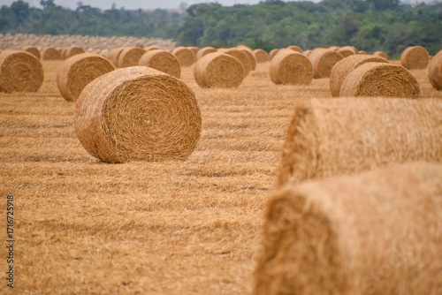 Hay rolls
