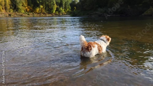 A dog on the bank of a forest river. A wirehaired Jack Russell wades through the water. A pet on the shore. A terrier walks in an autumn park.