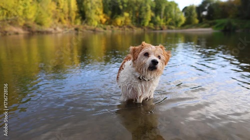 A dog on the bank of a forest river. A wirehaired Jack Russell wades through the water. A pet on the shore. A terrier walks in an autumn park.