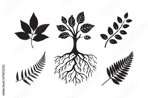 Black and white botanical illustrations of a tree and leaves