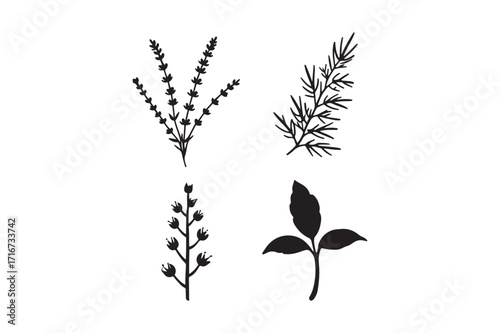 Four black silhouette botanical illustrations of herbs and leaves