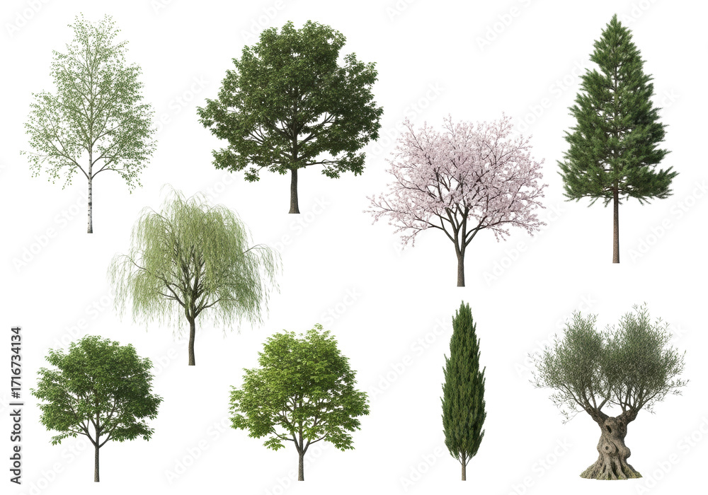 Fototapeta premium Nine hyper-detailed, isolated trees (birch, oak, pine, willow, cherry, maple, lime, cypress, olive) on transparent for architectural rendering and landscape design asset concept