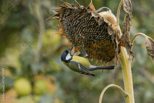 Close-up of a great tit picking a sunflower seed