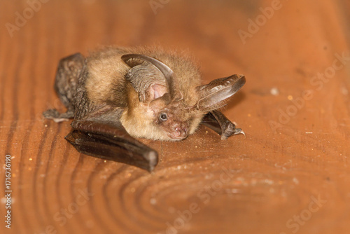 Close-up of a bat hanging on a piece of wood