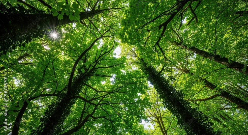 Naklejka premium Looking Up Through The Canopy Of Tall Green Trees In A Forest