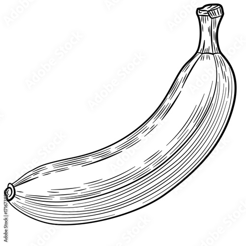 Banana fruit. Organic nutrition healthy food. Engraved hand drawn vintage retro vector illustration. Banana Isolated on white background