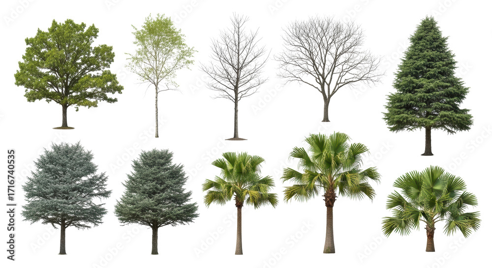 Obraz premium Hyper-detailed oak, birch, bare deciduous, pine, spruce, coconut, date, fan palms, isolated on a transparent studio background with copy space. Concept of botanical diversity and study