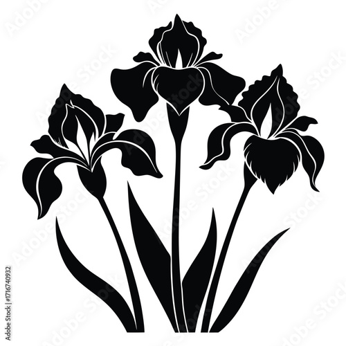 Striking Black Iris Flower Illustration Elegant Floral Design with Detailed Petals and Leaves