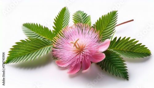 Sensitive Plant Flower Isolated On White Background
