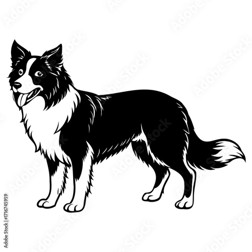 Black and white illustration of a border collie dog standing