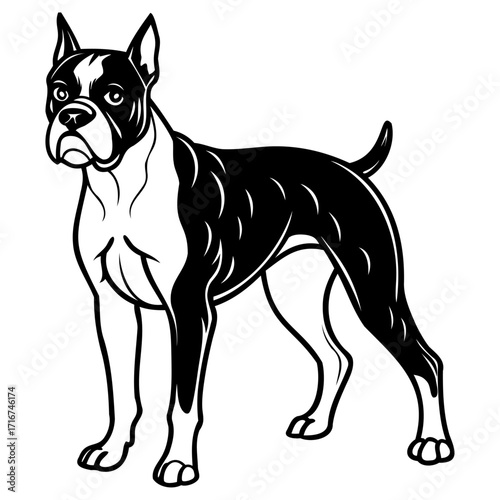Black and white illustration of boxer dog standing