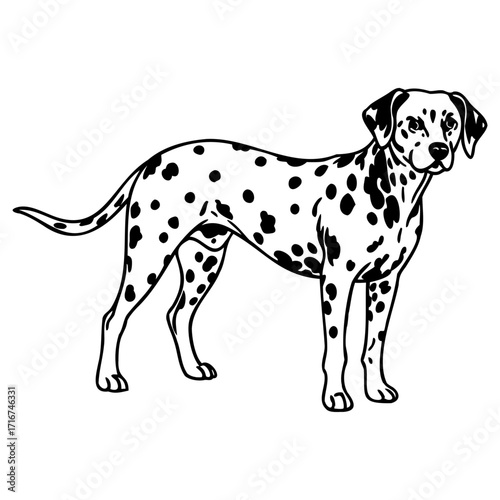 Cute dalmatian dog standing still in side view pose