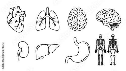 Anatomical illustrations showcasing human organs and skeletons, perfect for medical diagrams, educational resources, or health awareness campaigns