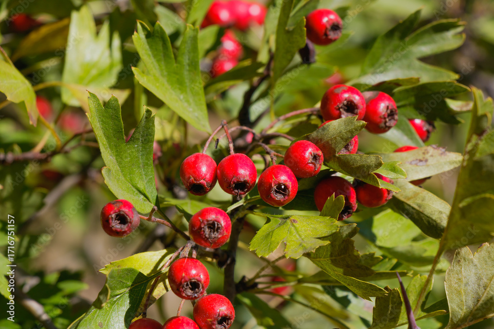 Obraz premium Close-up of ripe red hawthorn berries growing on branch among green leaves in natural sunlight during autumn season