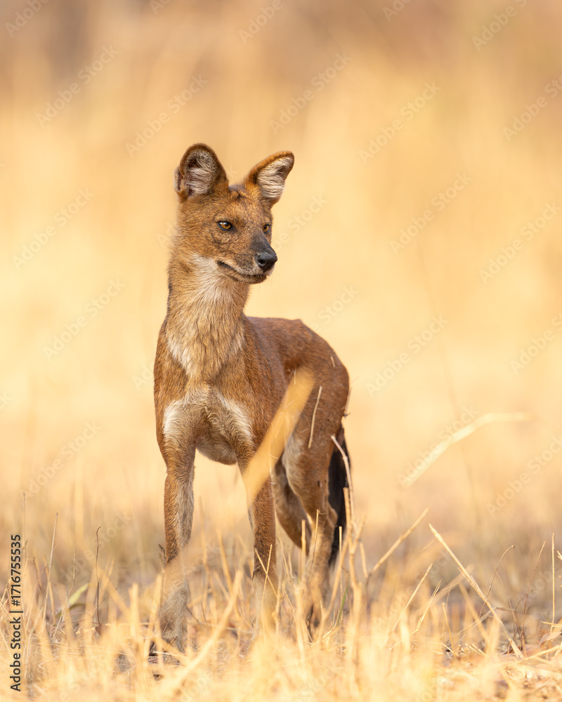 Obraz premium Stance