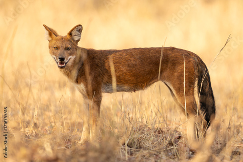 Dhole front