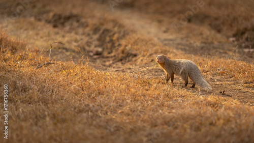 Mongoose