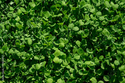 Field pea seedlings emerging in a field. It is a type of pea of the species Pisum sativum or dun pea. They are grown as a winter cover crop to fix nitrogen, for human consumption and stockfeed.