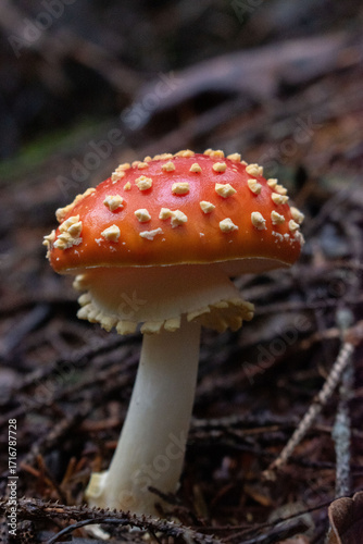 Amanista muscaria with a tie, Valdivia